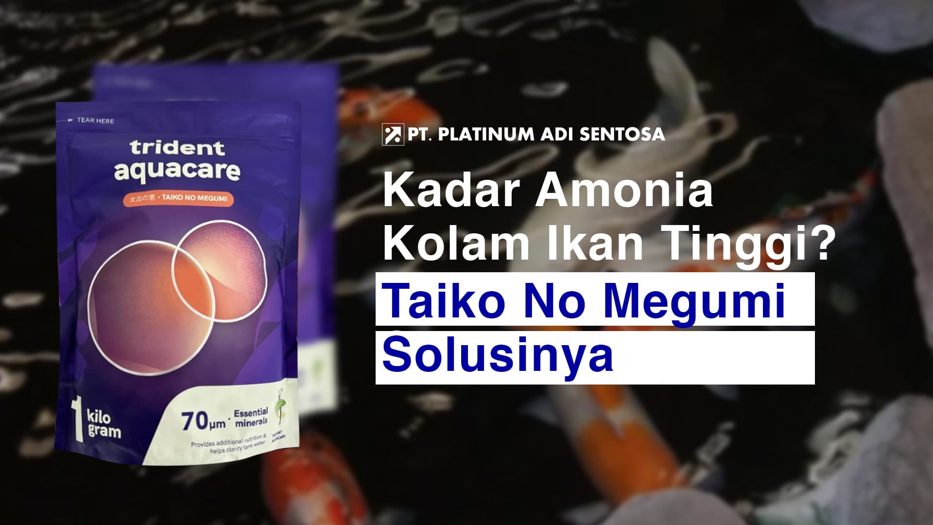 Kadar Amonia Kolam Ikan Tinggi? Taiko No Megumi Solusinya