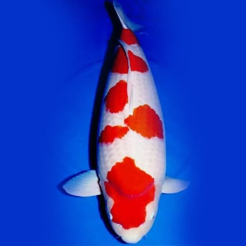 Koi Kohaku