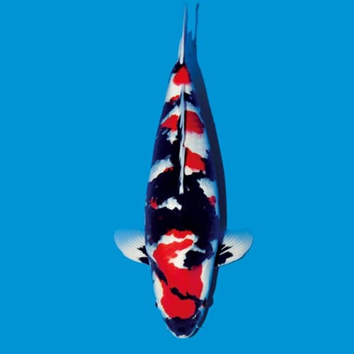 Koi Showa