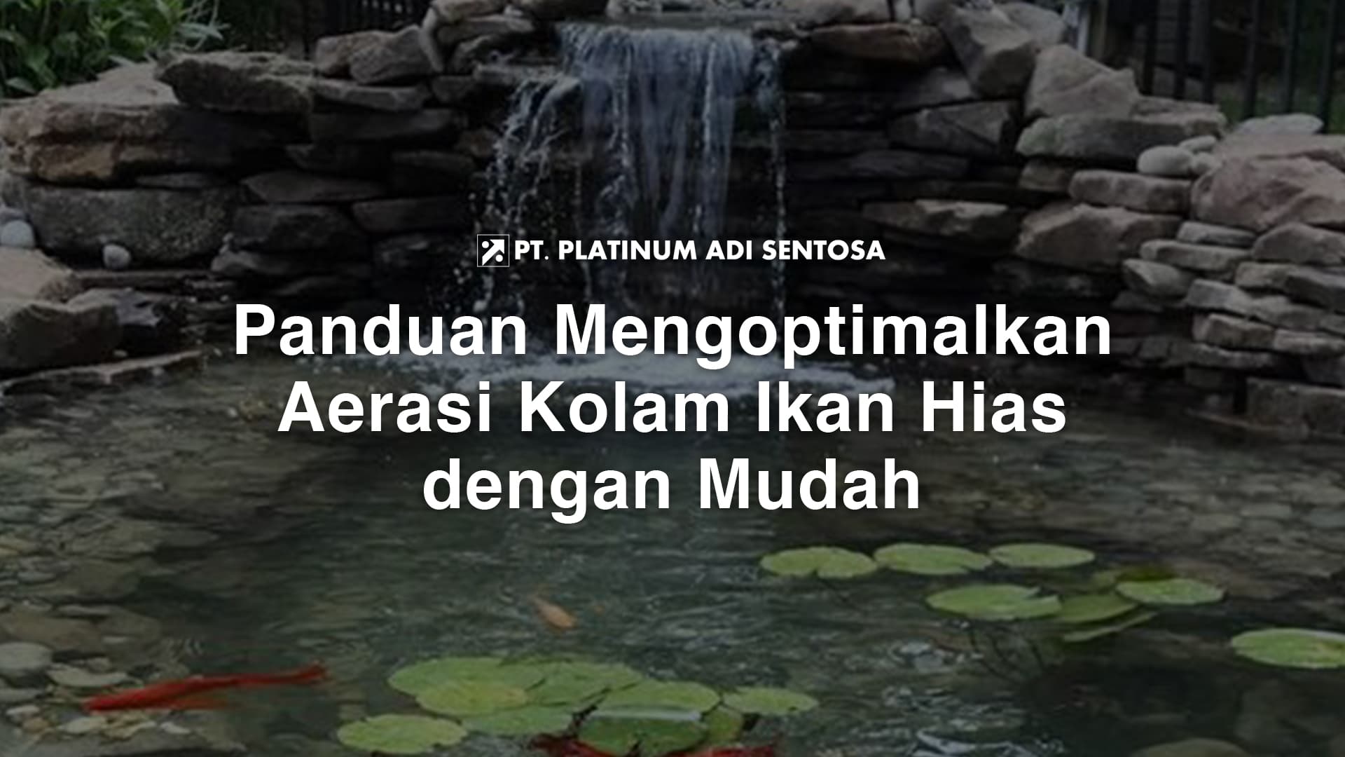 Panduan Mengoptimalkan Aerasi Kolam Ikan Hias dengan Mudah