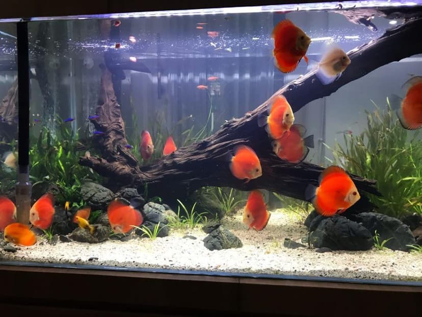Bagaimana Spektrum Cahaya yang Diperlukan Ikan Discus?