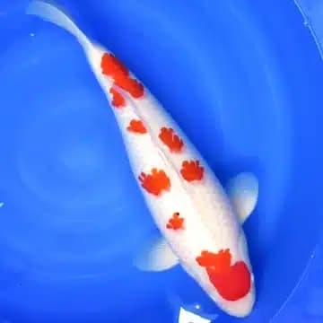 Gotenzakura Kohaku