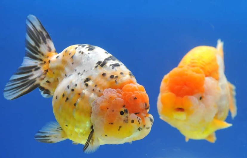 Mengapa Anda Perlu Pakan Khusus Untuk Menjaga Kesehatan Goldfish?