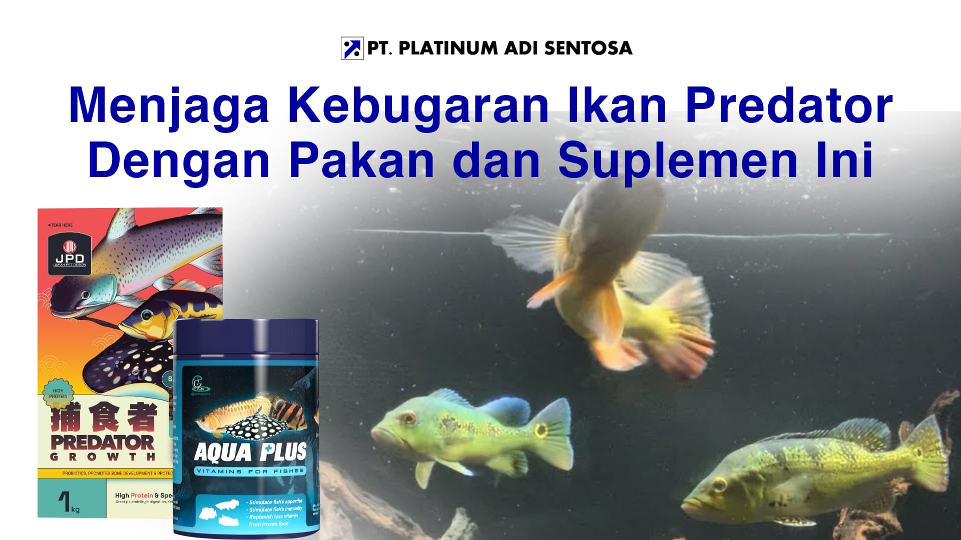 Menjaga Kebugaran Ikan Predator Dengan Pakan dan Suplemen Ini