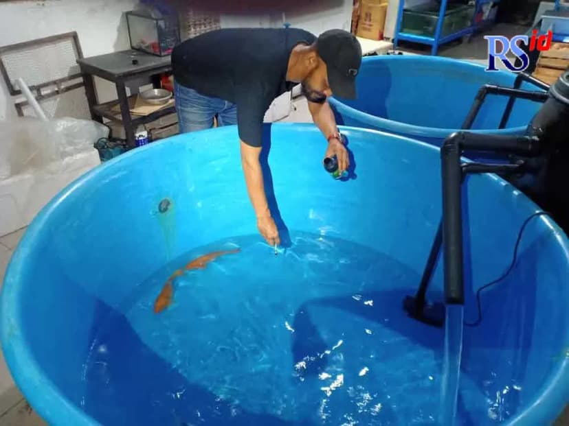 Pentingnya Melakukan Karantina Pada Ikan