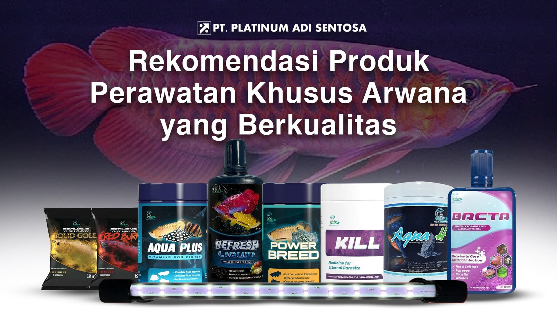 Rekomendasi Produk Perawatan Khusus Arwana yang Berkualitas