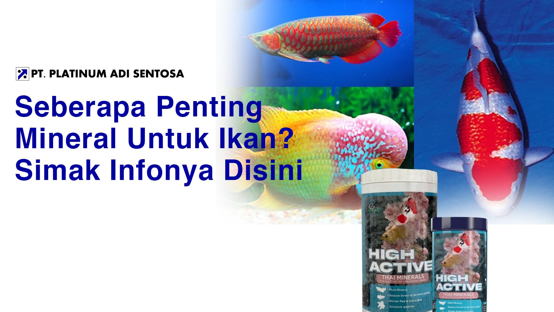 Seberapa Penting Mineral Untuk Ikan? Simak Infonya Disini