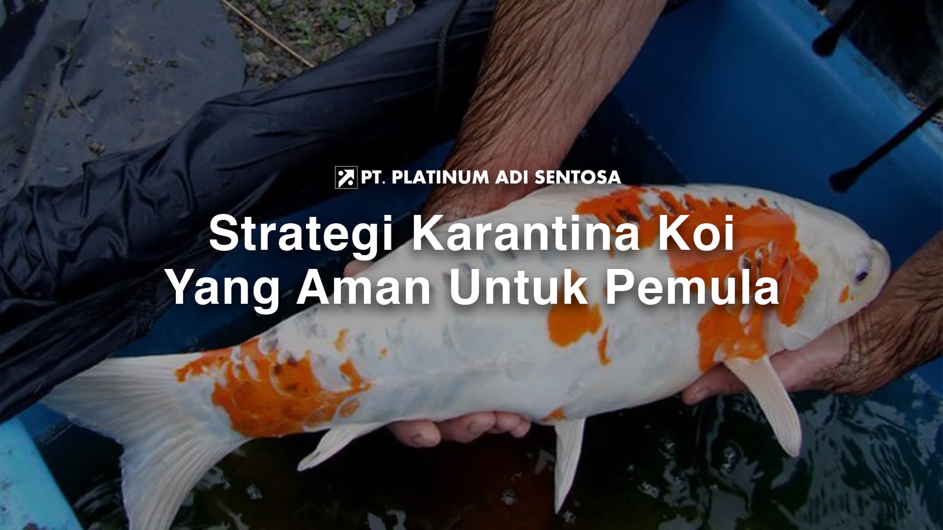 Strategi Karantina Koi Yang Aman Untuk Pemula