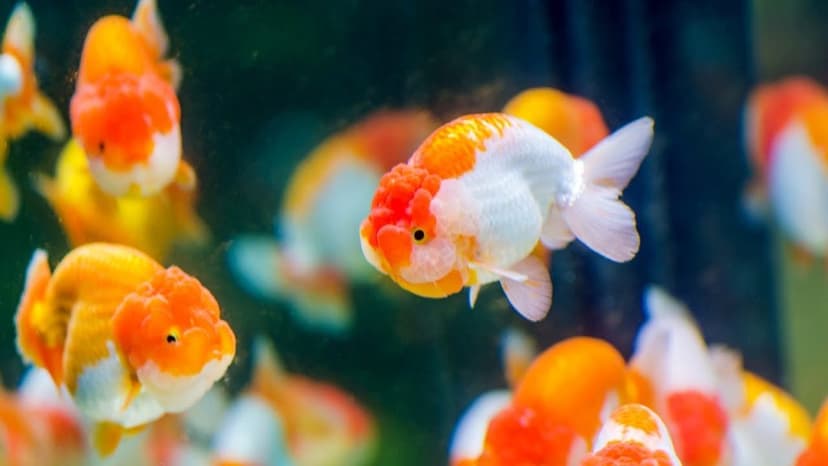 Tips Memilih Goldfish yang Berkualitas dan Sehat_Perhatikan Kesehatan Fisik