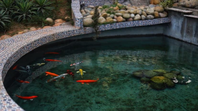 Tips Menjaga Kebersihan Air Kolam Ikan