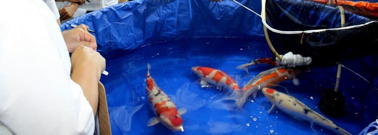 7 Cara Mempersiapkan Kondisi Fisik Optimal Koi Untuk Kontes