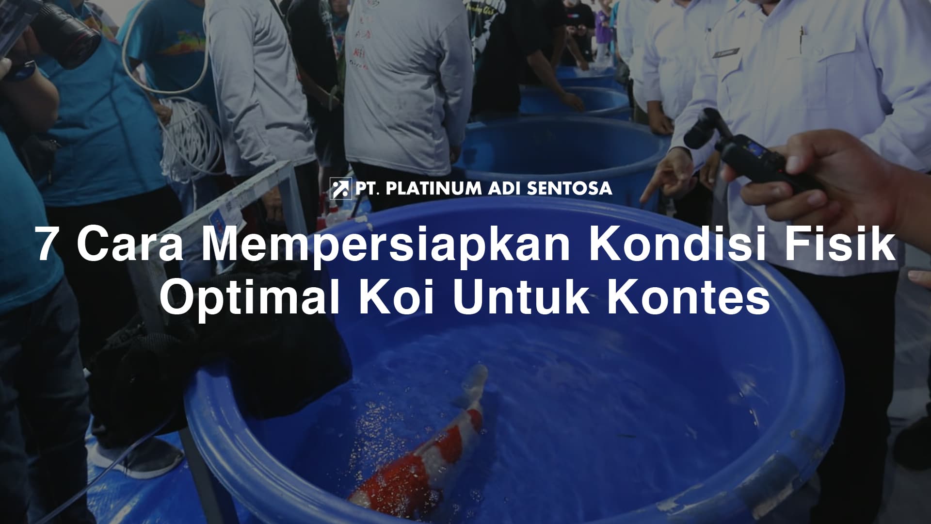 7 Cara Mempersiapkan Kondisi Fisik Optimal Koi Untuk Kontes