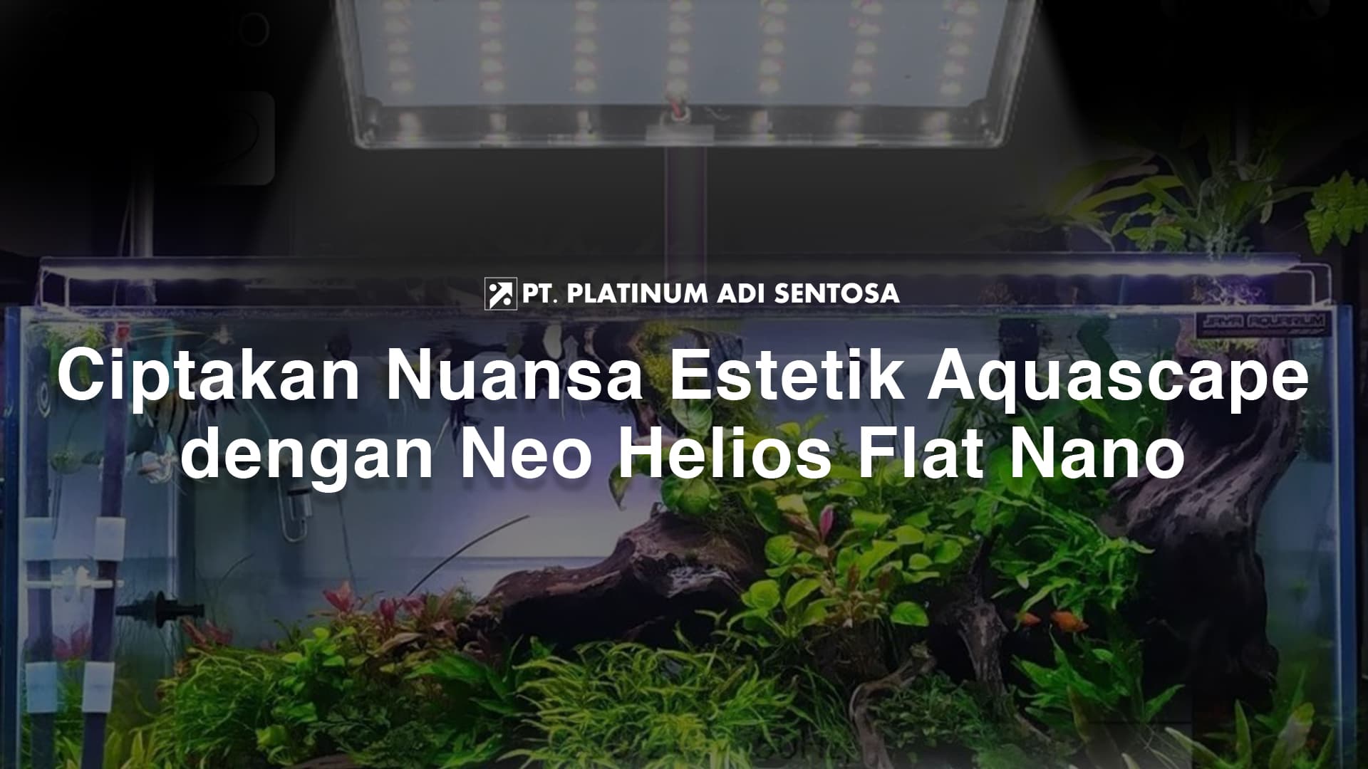 Ciptakan Nuansa Estetik Aquascape dengan Neo Helios Flat Nano