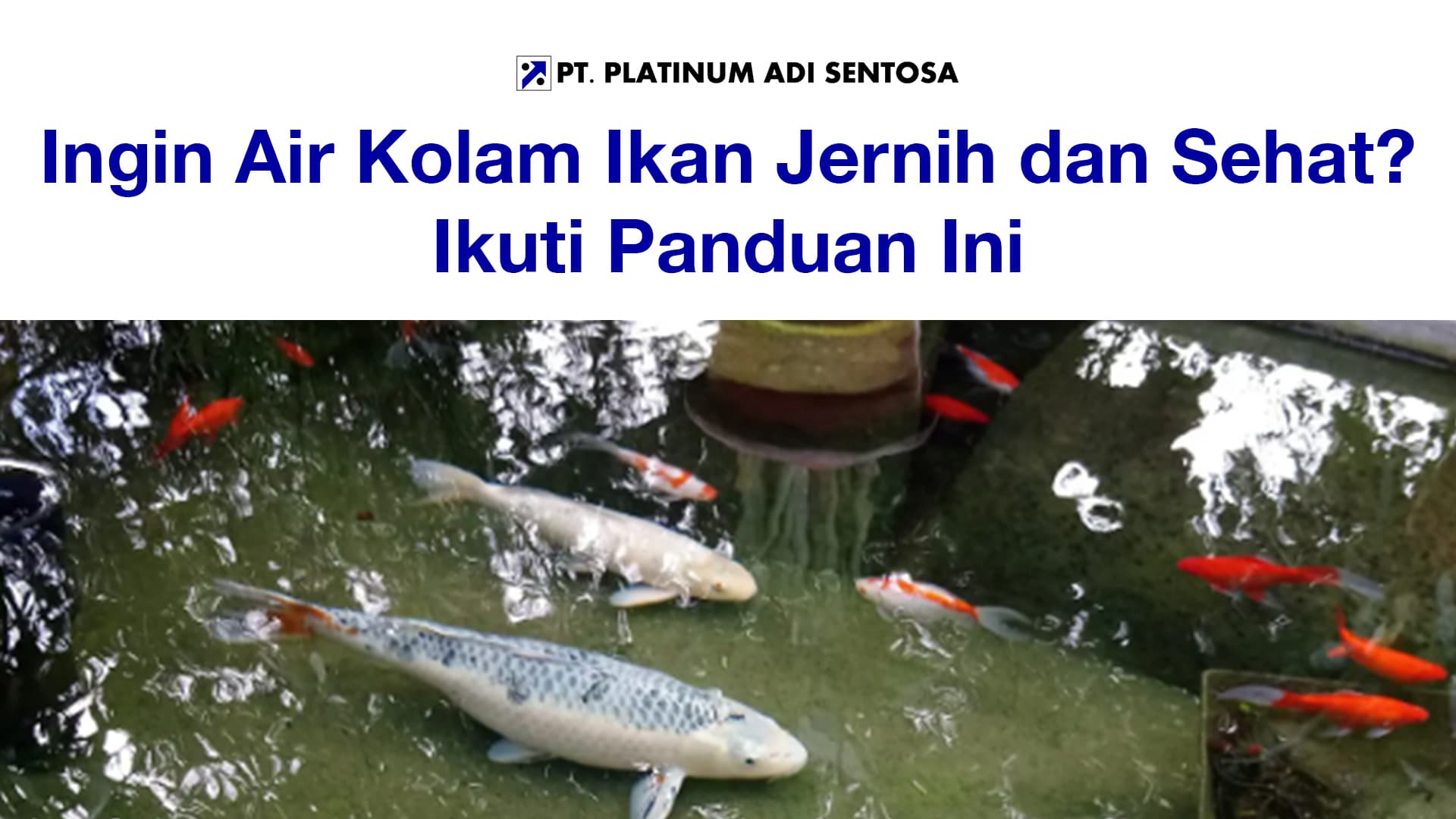 Ingin Air Kolam Ikan Jernih dan Sehat? Ikuti Panduan Ini