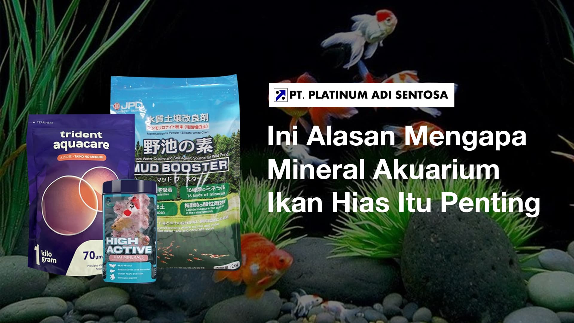 Ini Alasan Mengapa Mineral Akuarium Ikan Hias Itu Penting