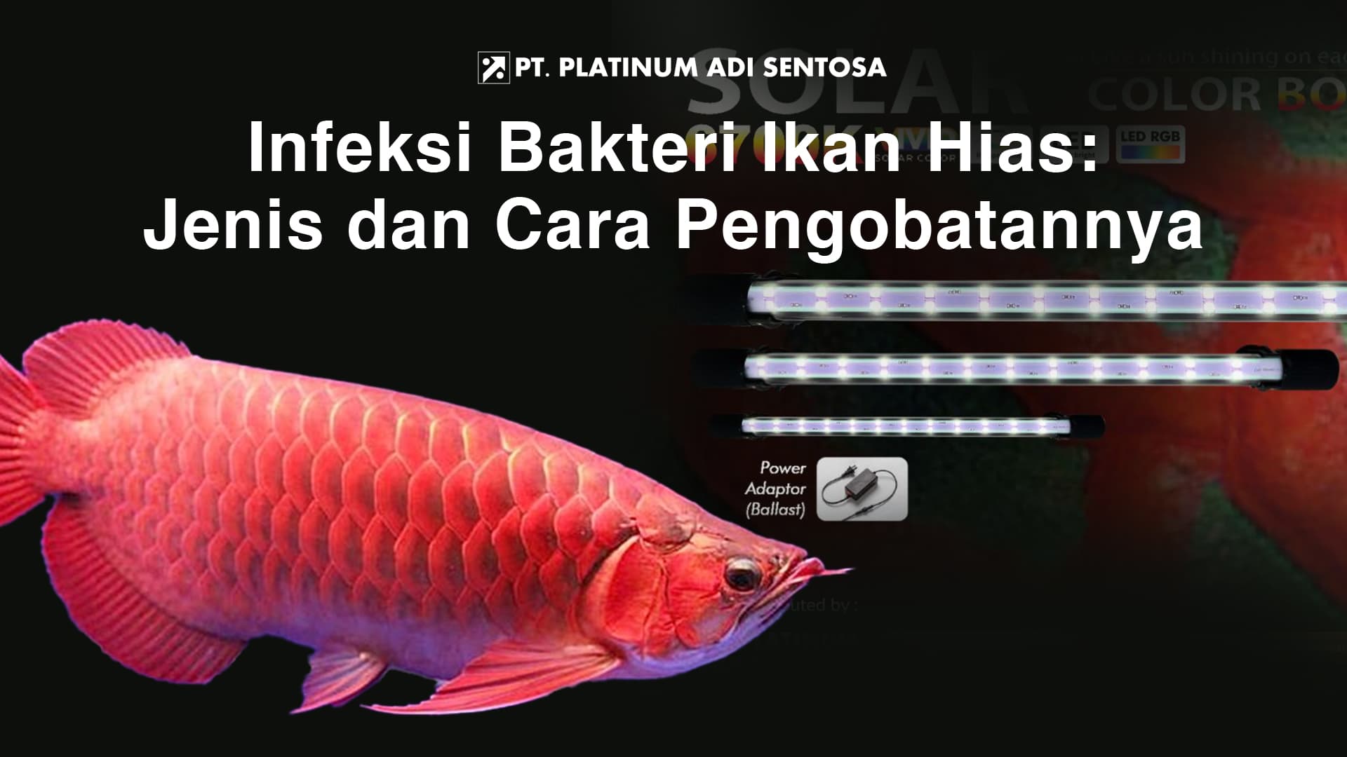 Mengenal Metode Soft Tanning dan Hard Tanning Arwana