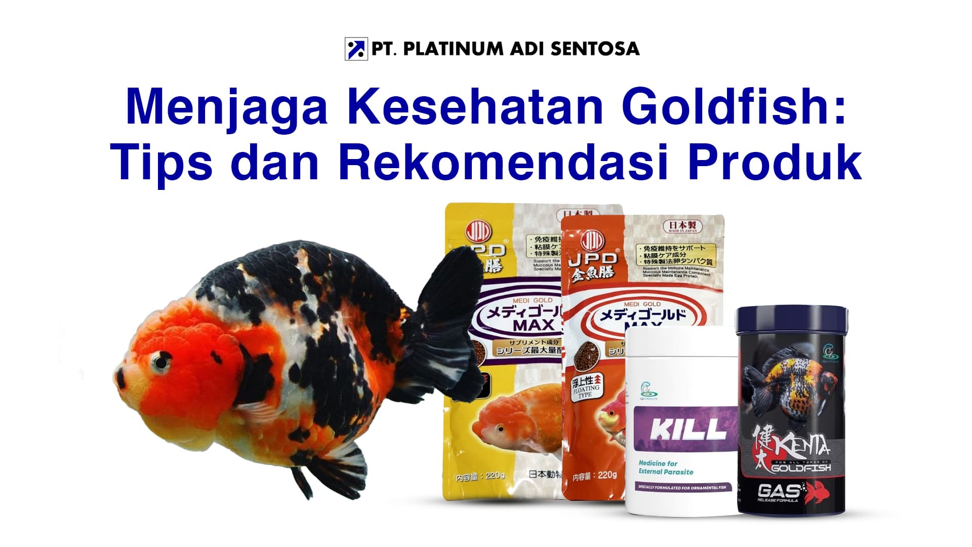 Menjaga Kesehatan Goldfish: Tips dan Rekomendasi Produk