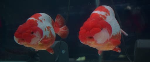 Pemberian Pakan Berkualitas Langkah Awal Grooming Ikan Mas Koki