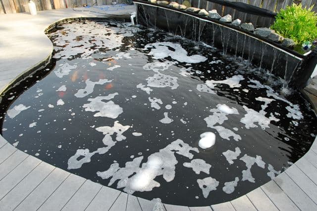 Penyebab Air Kolam Ikan Jernih Menjadi Keruh