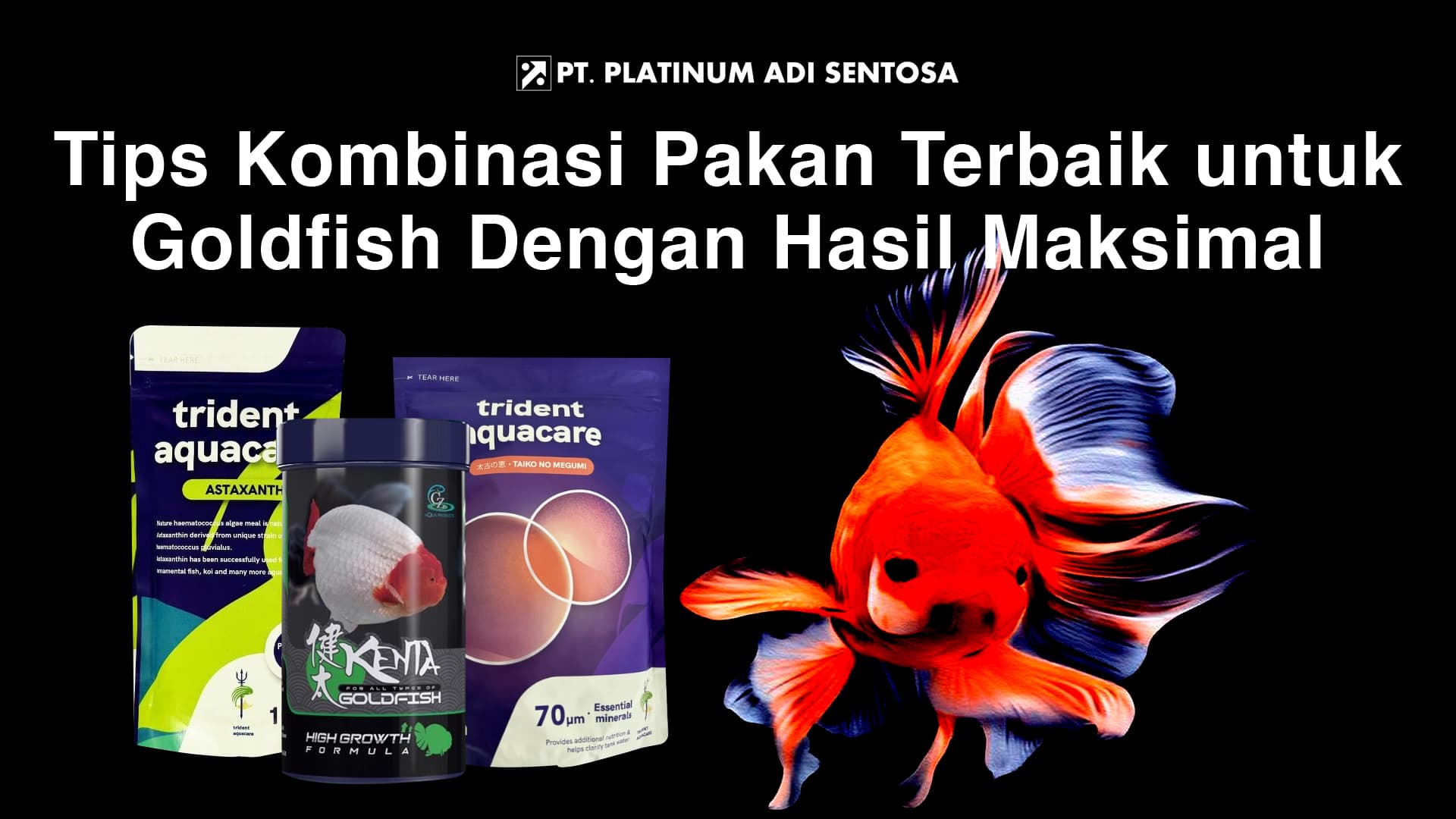 Tips Kombinasi Pakan Terbaik untuk Goldfish Dengan Hasil Maksimal