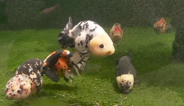 Tips Menjaga Kesehatan Goldfish
