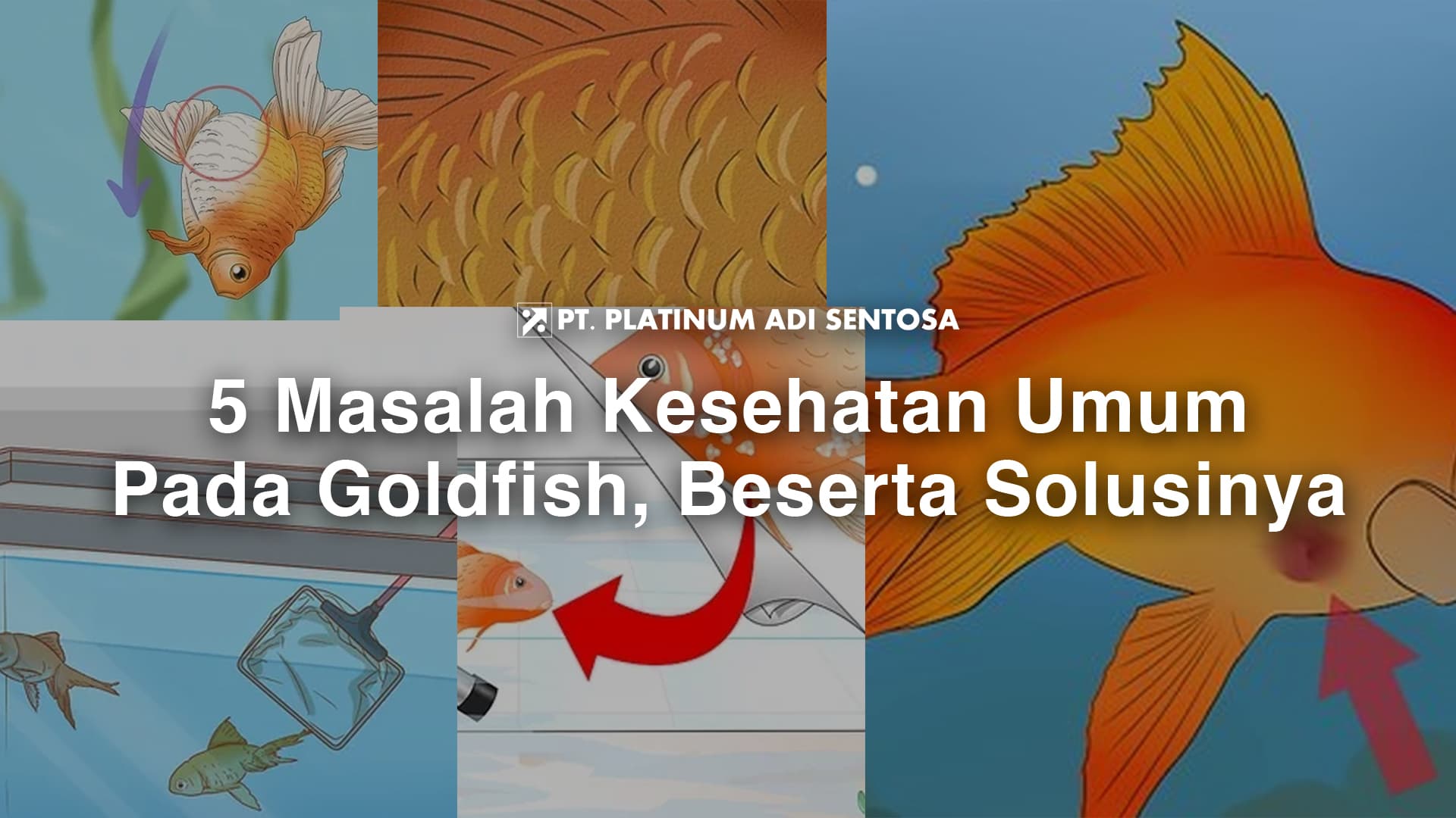 5 Masalah Kesehatan Umum Pada Goldfish, Beserta Solusinya