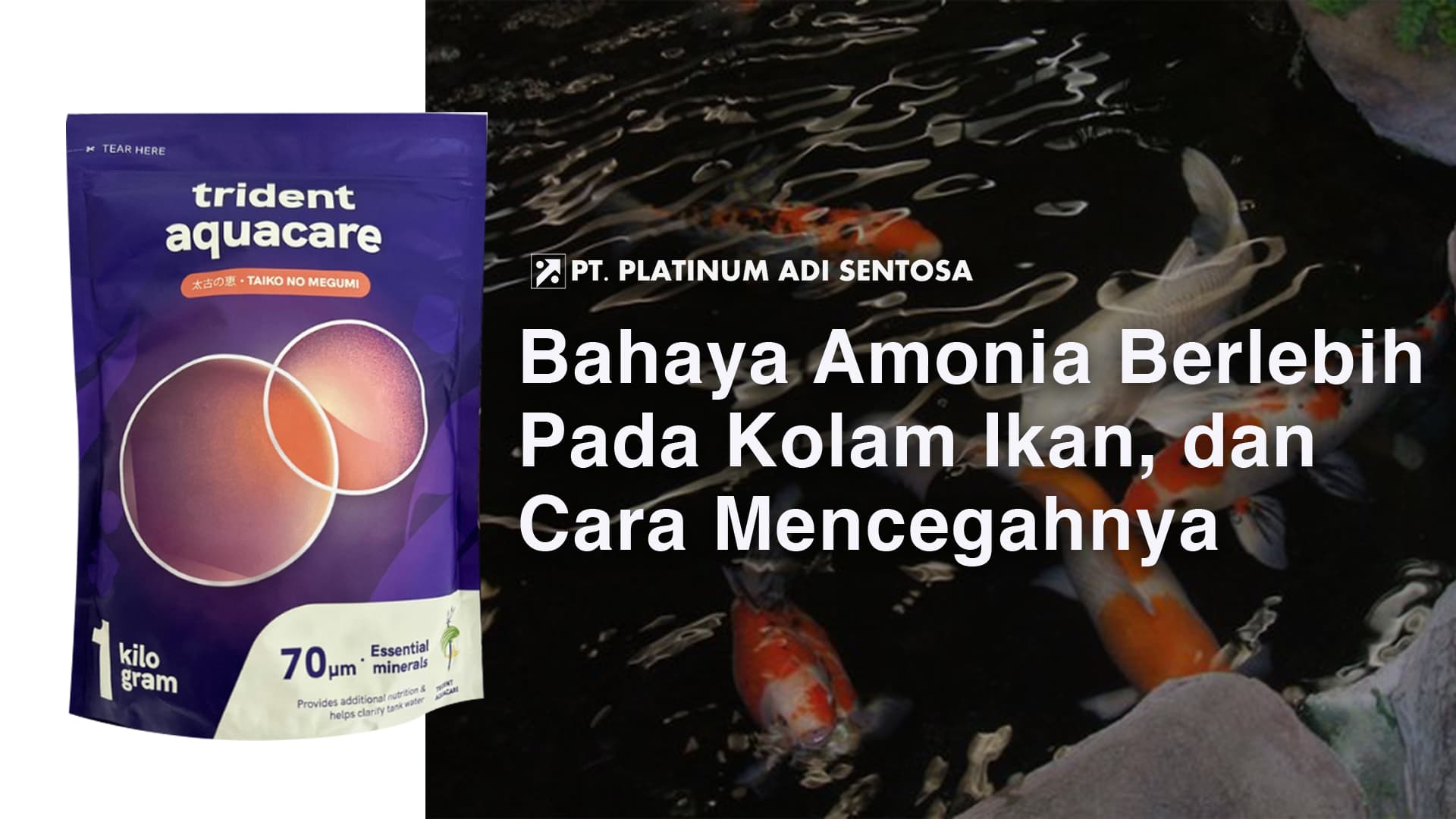 Bahaya Amonia Berlebih Pada Kolam Ikan, dan Cara Mencegahnya
