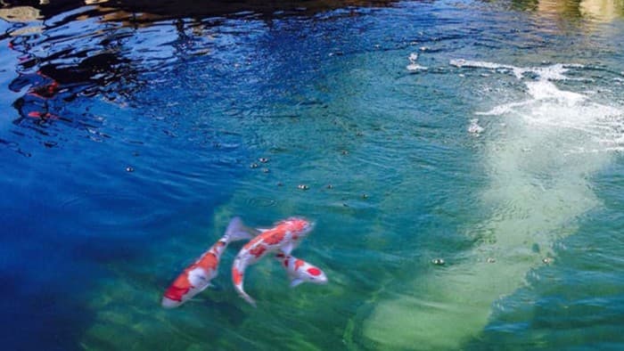 Bahaya Gelembung Air Kolam Ikan yang Terlalu Besar