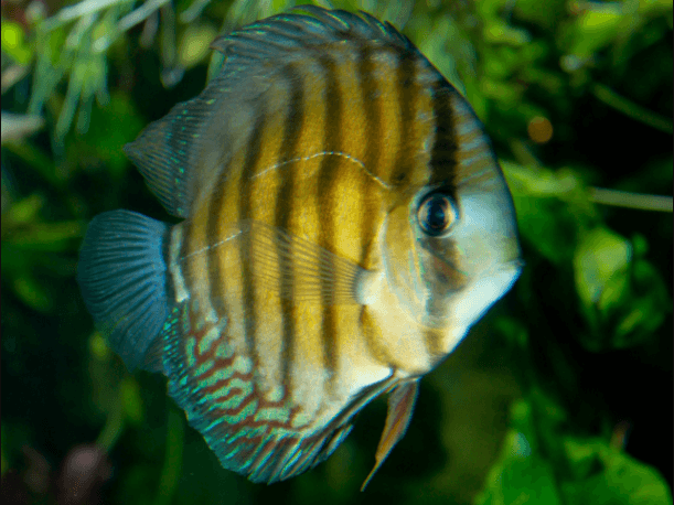 Discus Hijau