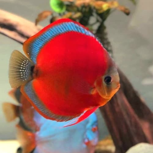 Discus Merah