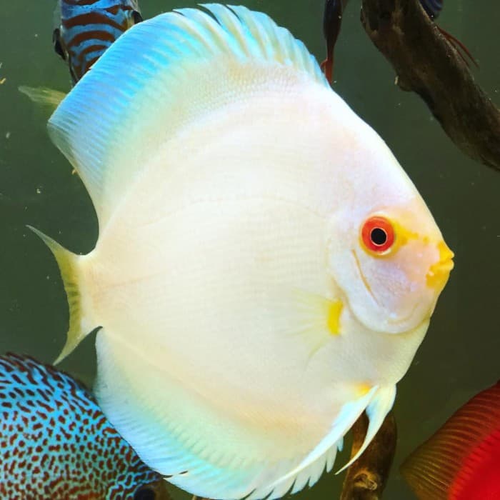 Discus Putih