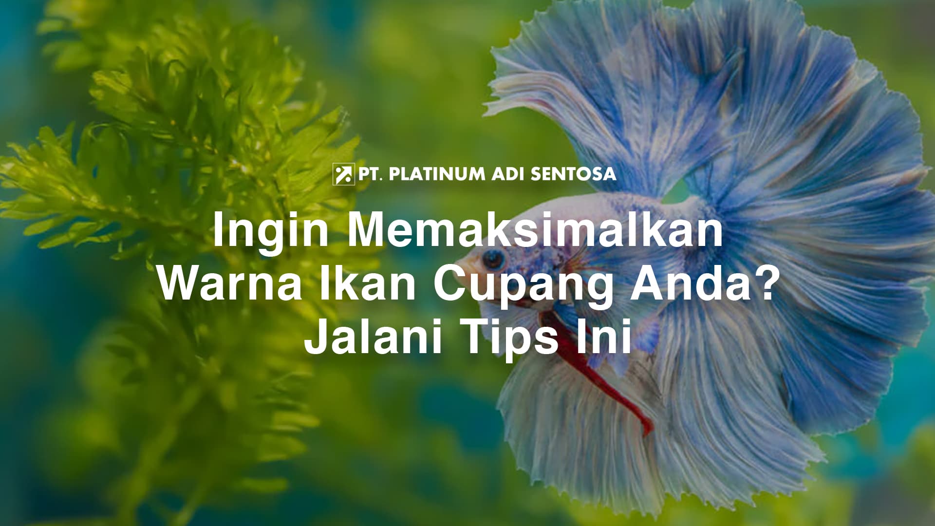 Ingin Memaksimalkan Warna Ikan Cupang Anda? Jalani Tips Ini