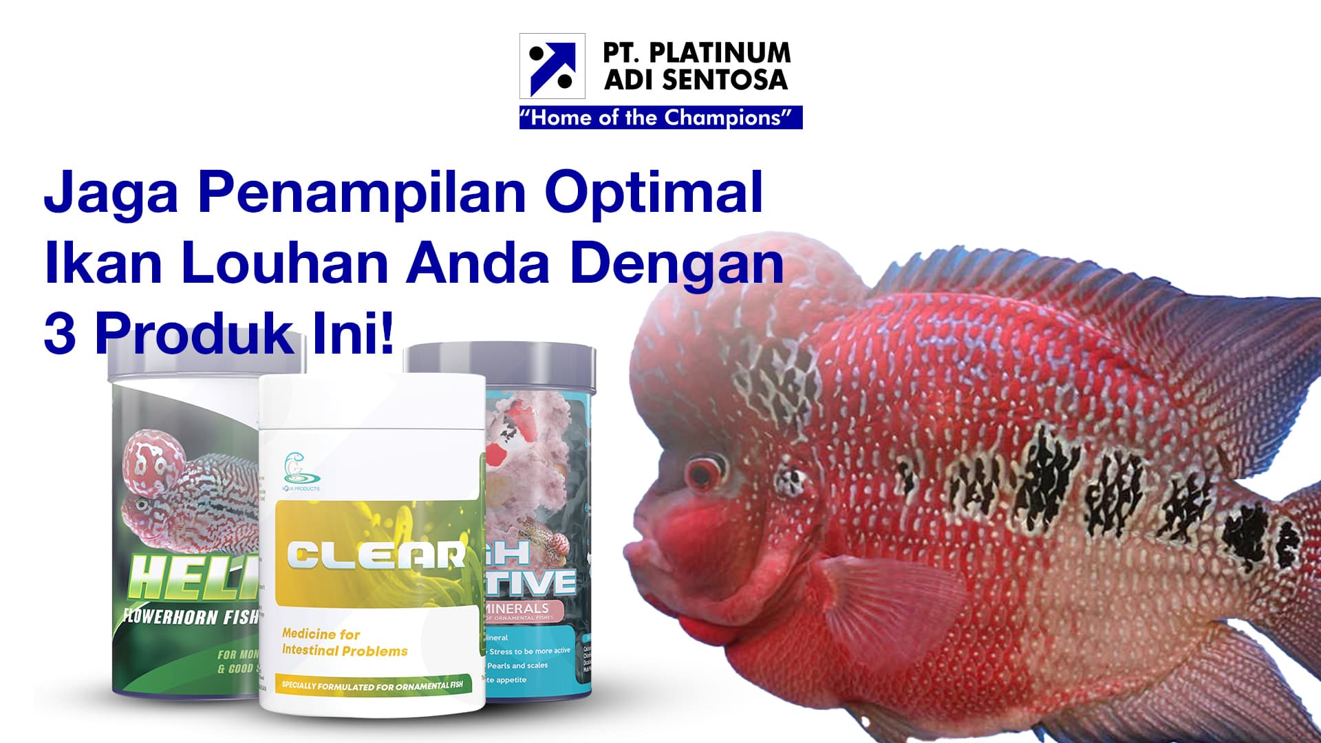 Jaga Penampilan Optimal Ikan Louhan Anda Dengan 3 Produk Ini