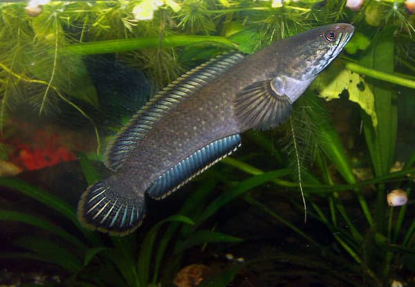 Jenis Ikan Predator Cocok Untuk Pemula_Channa