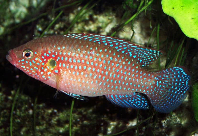 Jenis Ikan Predator Cocok Untuk Pemula_Jewel Cichlid