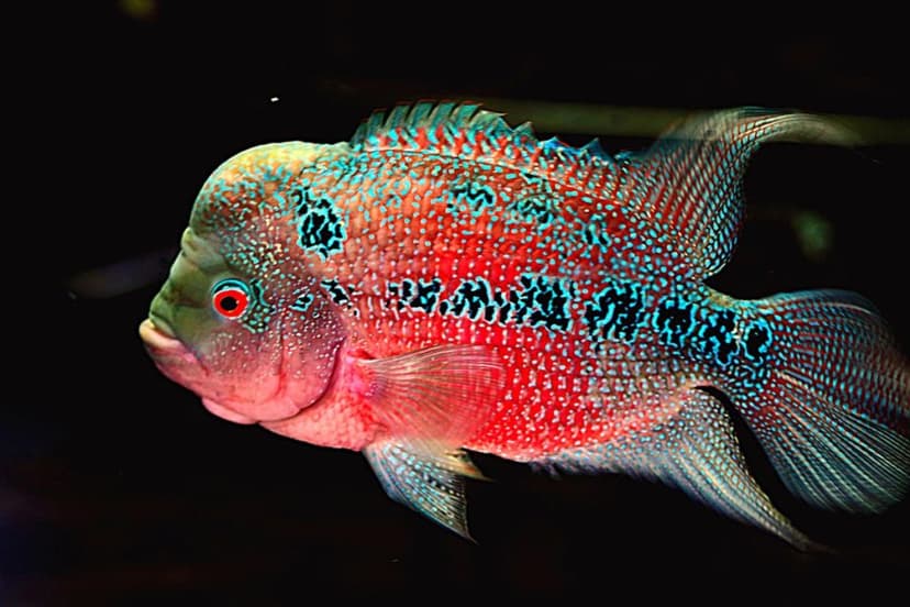 Jenis Ikan Predator Cocok Untuk Pemula_Louhan