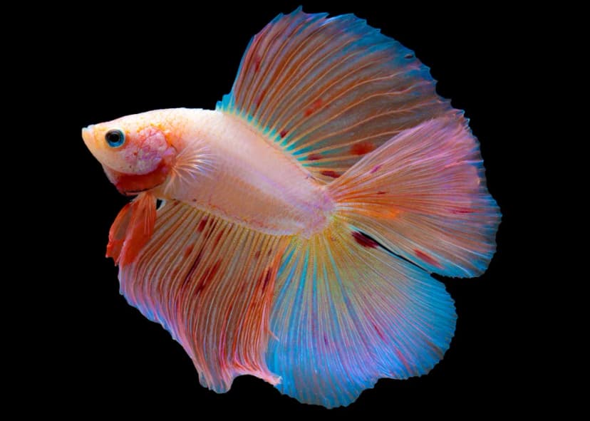 Jenis-Jenis Ikan Betta_Double Tail