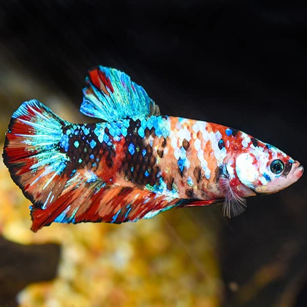 Jenis-Jenis Ikan Betta_Giant