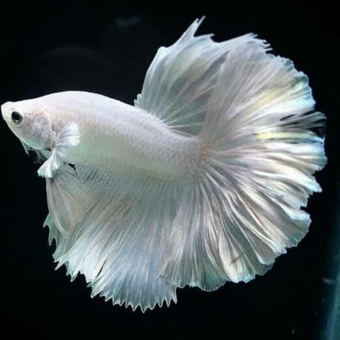 Jenis-Jenis Ikan Betta_Halfmoon Plakat