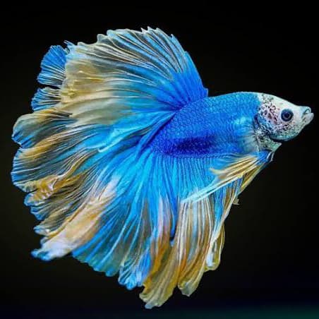 Jenis-Jenis Ikan Betta_Halfmoon