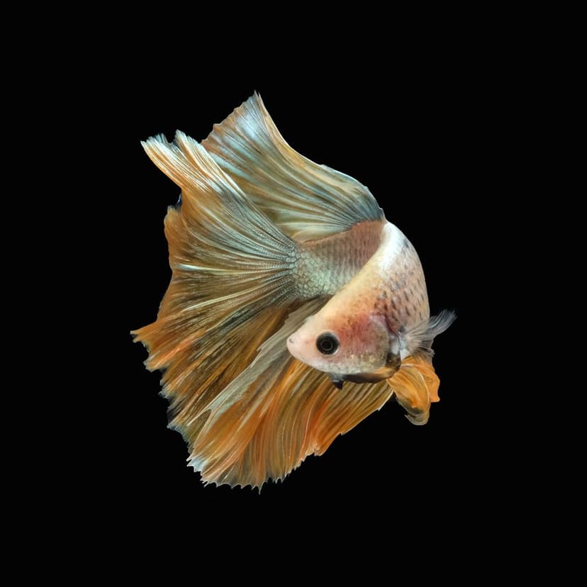 Jenis-Jenis Ikan Betta_Ikan Cupang Emas
