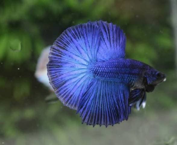 Jenis-Jenis Ikan Betta_Ikan Cupang Half Sun