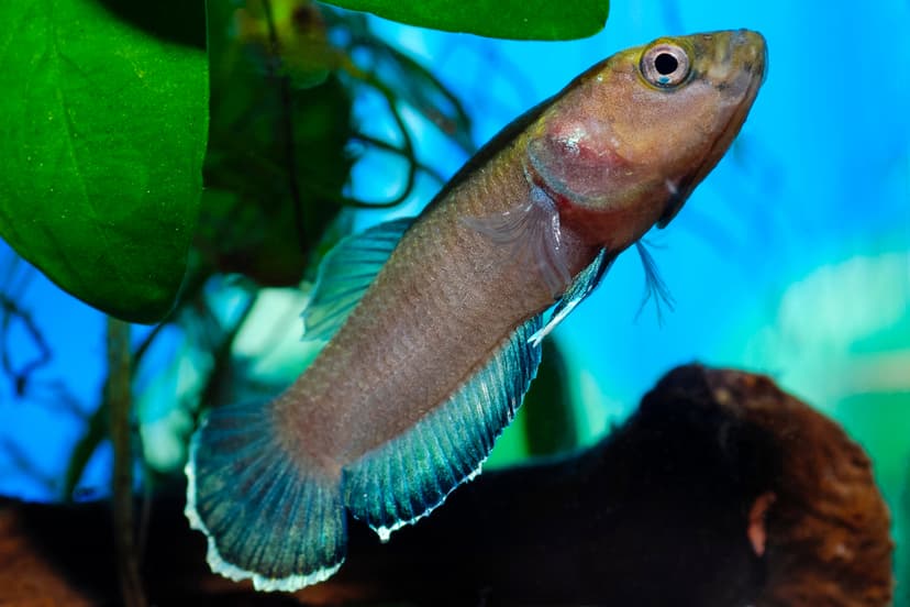 Jenis-Jenis Ikan Betta_Ikan Cupang Snakehead