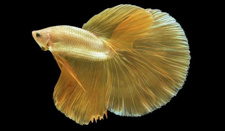 Jenis-Jenis Ikan Betta_Ikan Cupang Surga