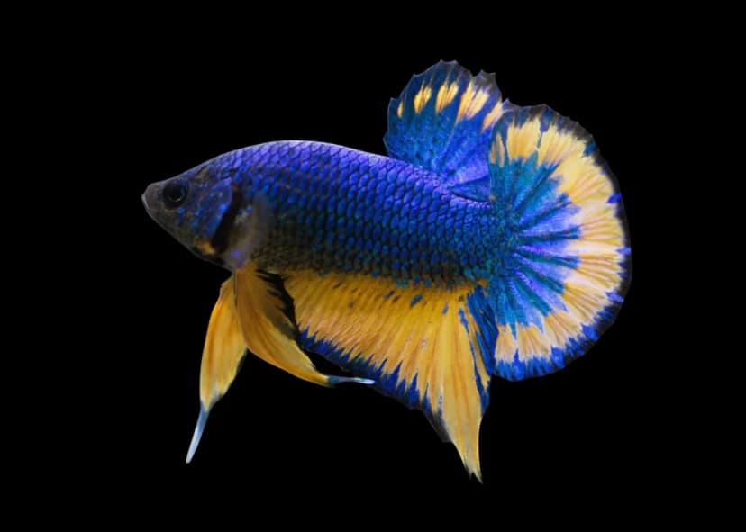 Jenis-Jenis Ikan Betta_Plakat
