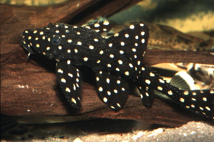 Jenis-Jenis Ikan pleco_Acanthicus Adonis