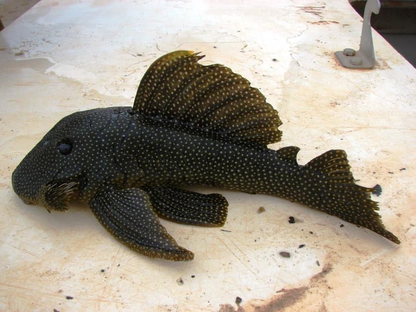 Jenis-Jenis Ikan pleco_Baryancistrus Sp