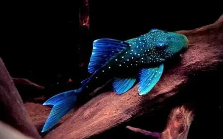 Jenis-Jenis Ikan pleco_Blue Phantom Pleco