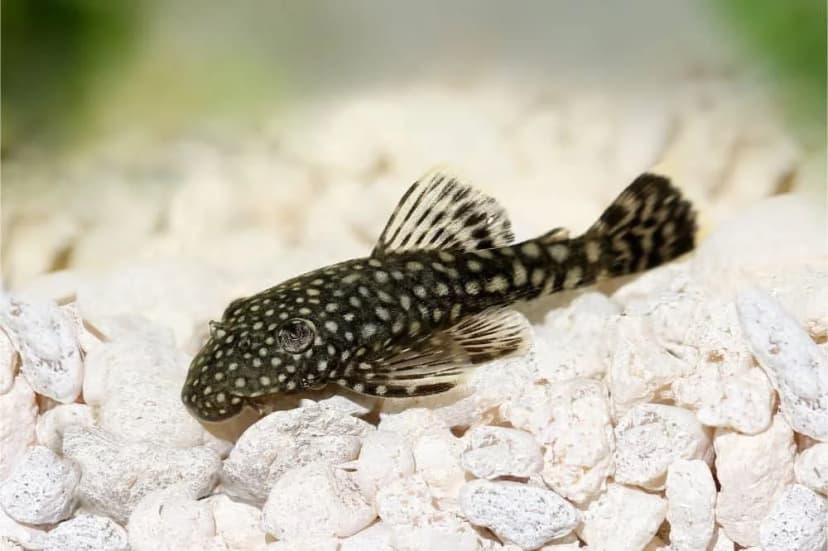 Jenis-Jenis Ikan pleco_Bristlenose