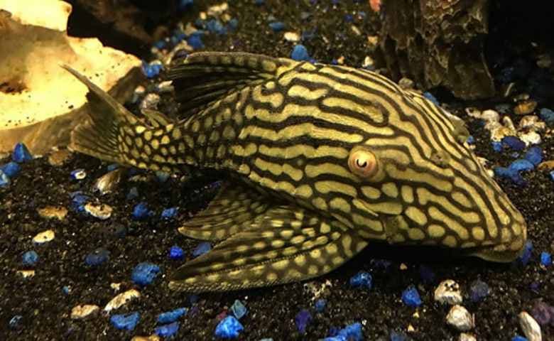 Jenis-Jenis Ikan pleco_Golden Royal Line